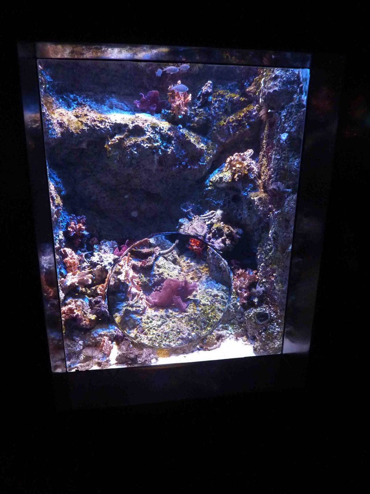 Scorpionfish tank, S.E.A. Aquarium, May 2013.