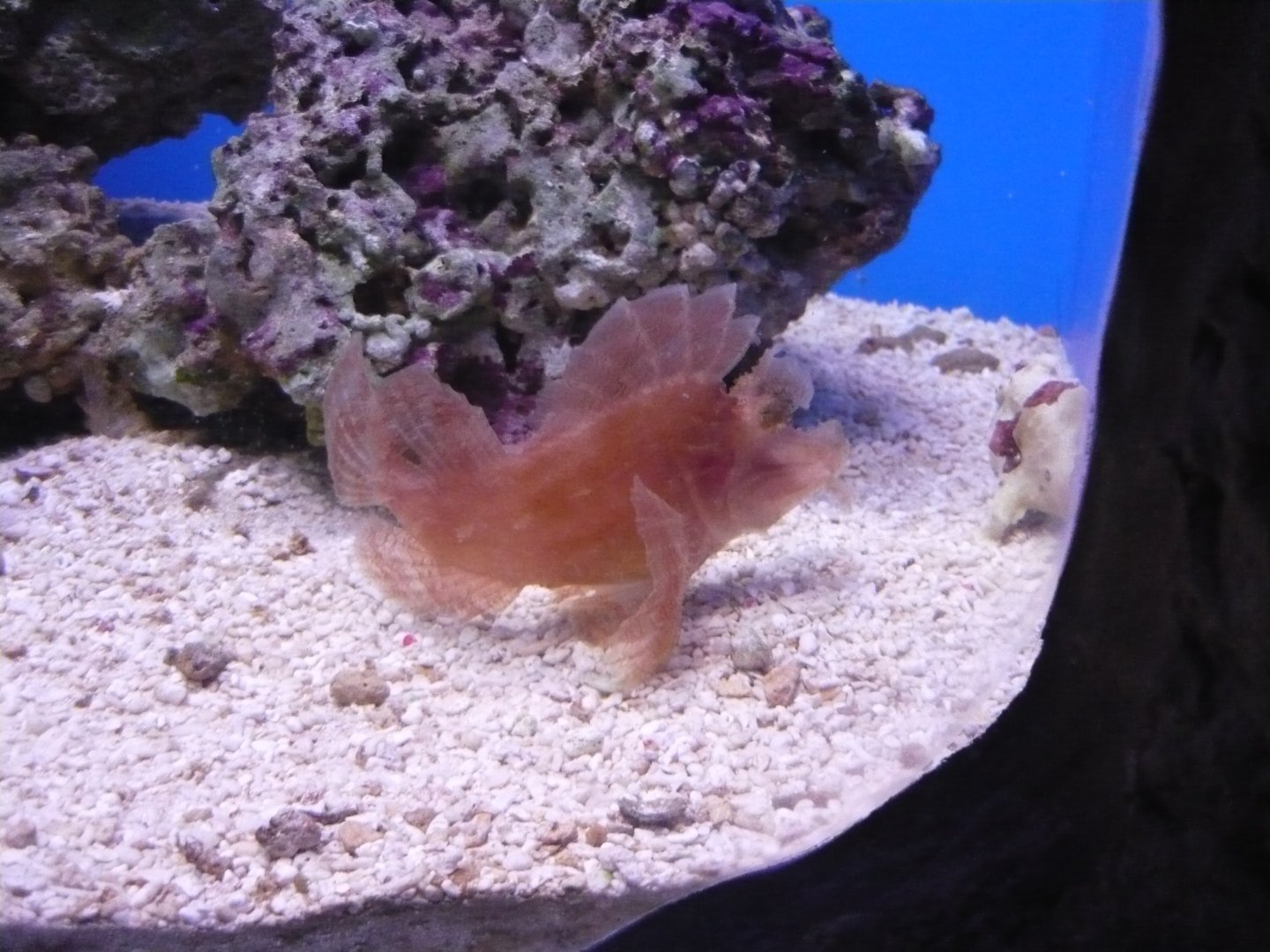 Scorpionfish