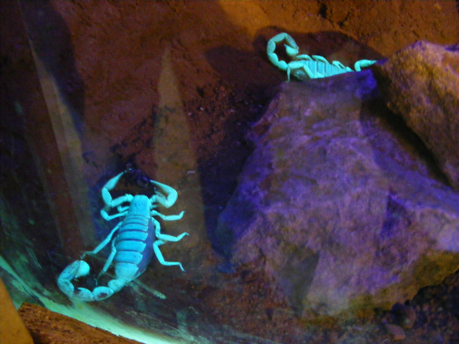 Scorpions at Wingham Wildlife Park, 2 April 2010