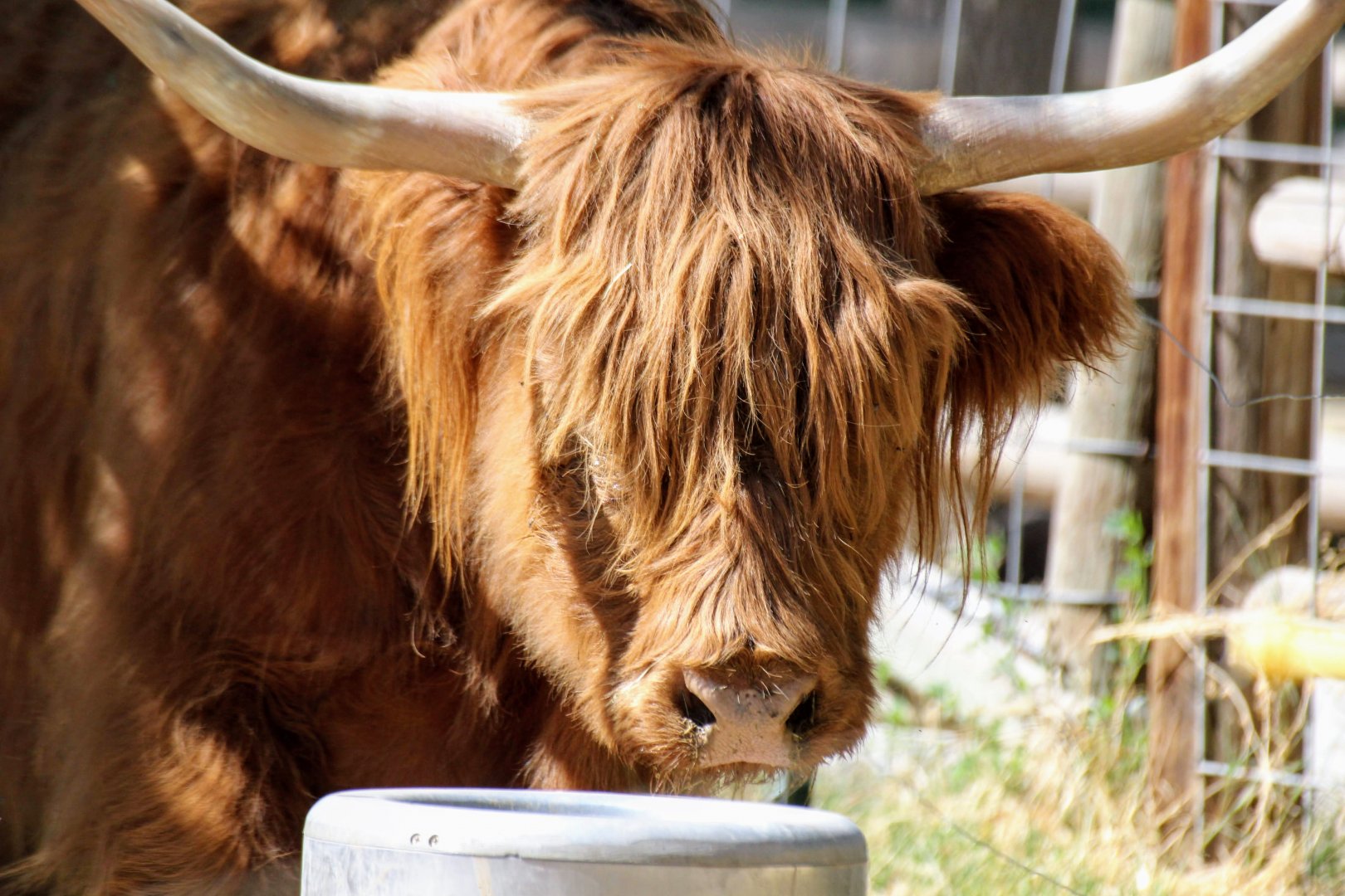 Scotch Highland Cattle