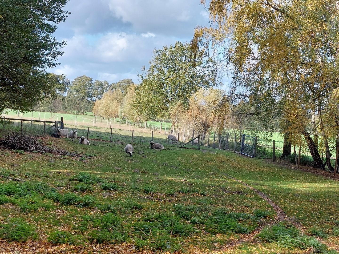 Scotish Blackface sheep