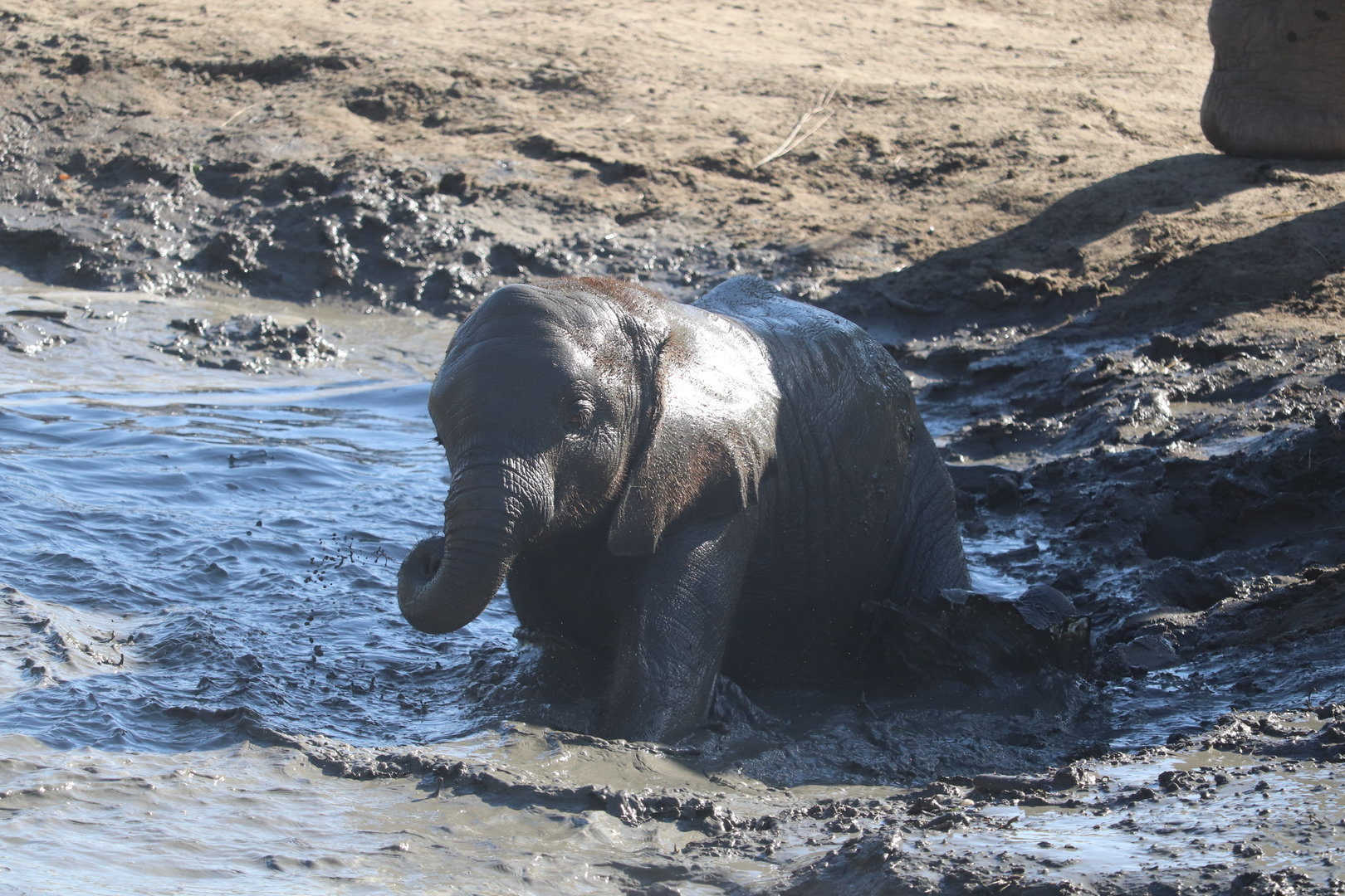 Scott African Grasslands - African Bush Elephant