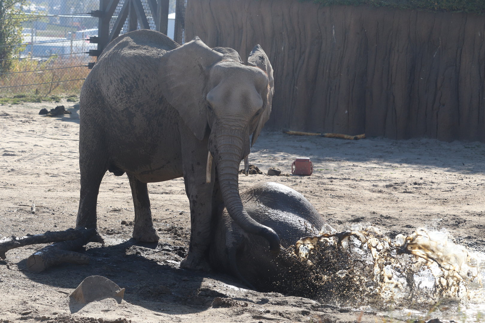 Scott African Grasslands - African Bush Elephants