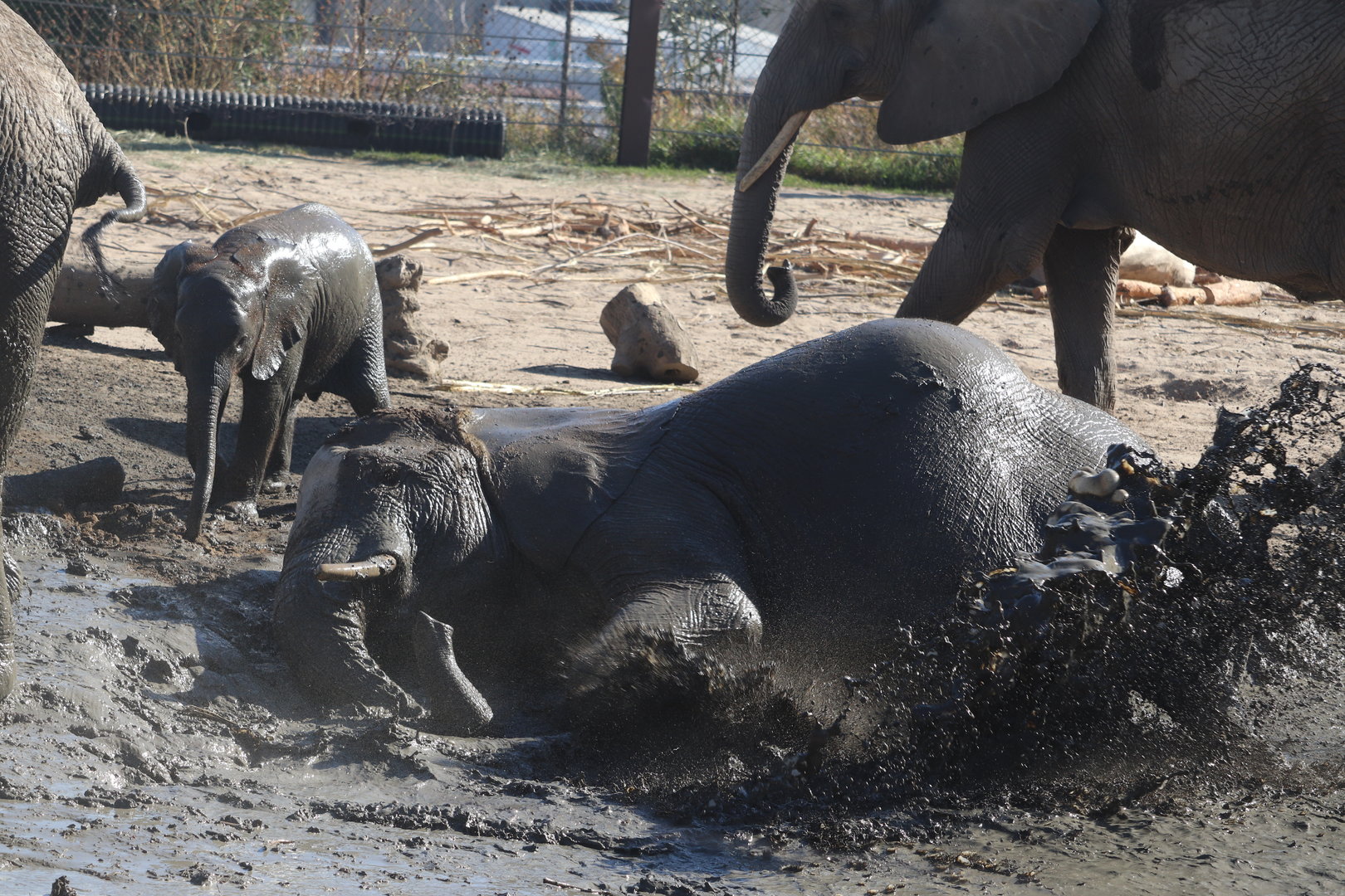 Scott African Grasslands - African Bush Elephants