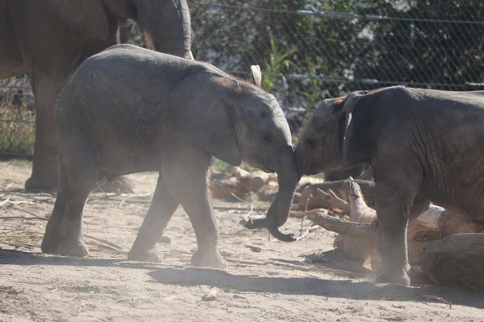 Scott African Grasslands - African Bush Elephants