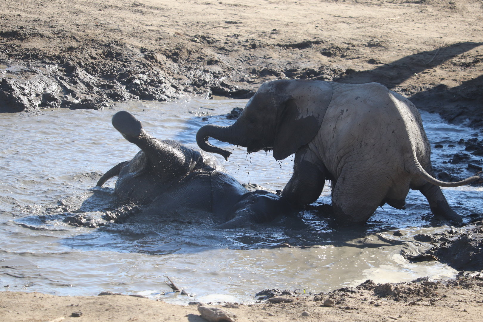 Scott African Grasslands - Baby African Bush Elephant Playtime
