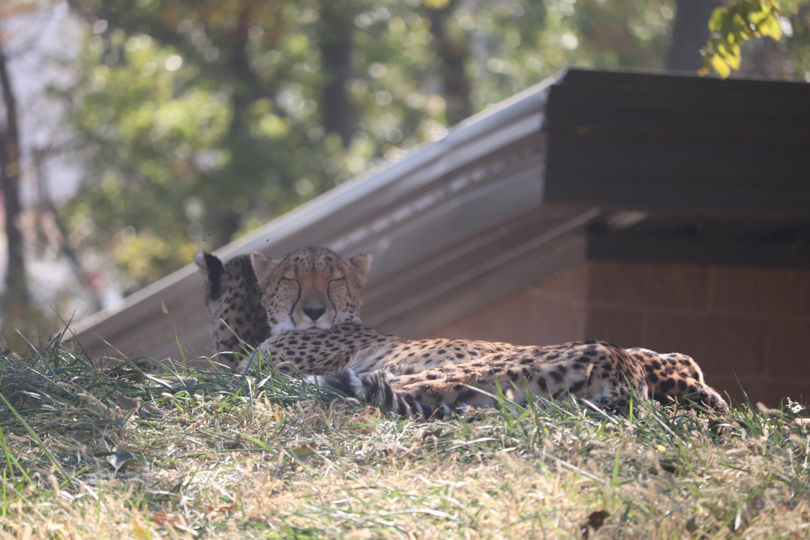 Scott African Grasslands - Cheetah