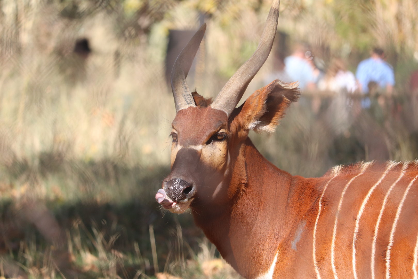 Scott African Grasslands - Eastern Bongo