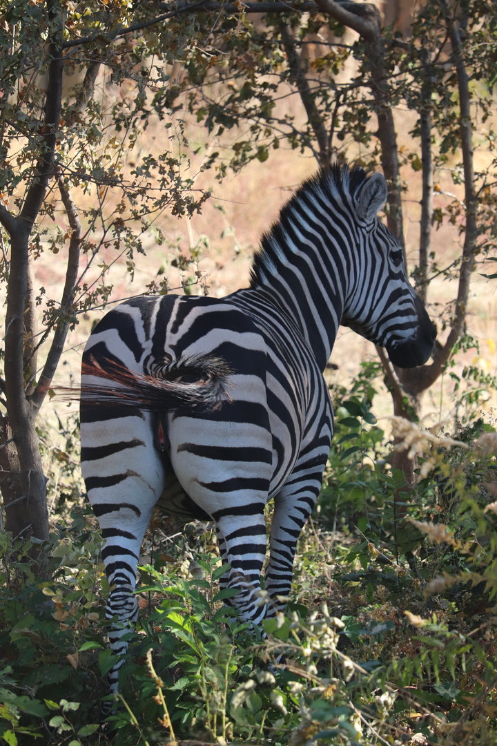 Scott African Grasslands - Grant's Zebra