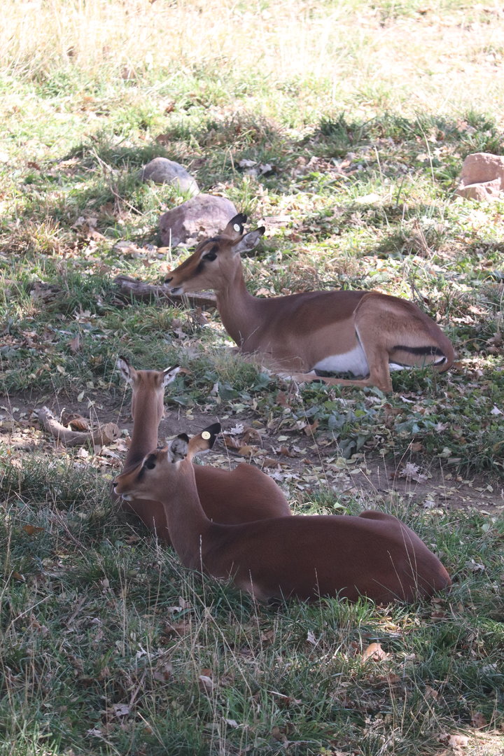 Scott African Grasslands - Impala
