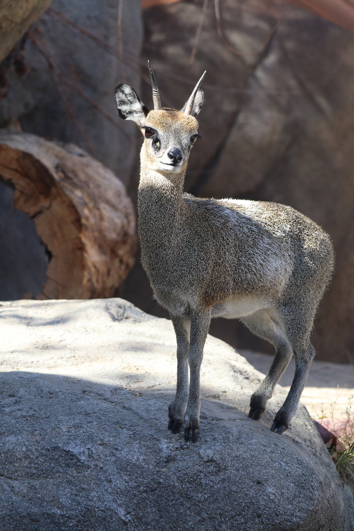 Scott African Grasslands - Klipspringer