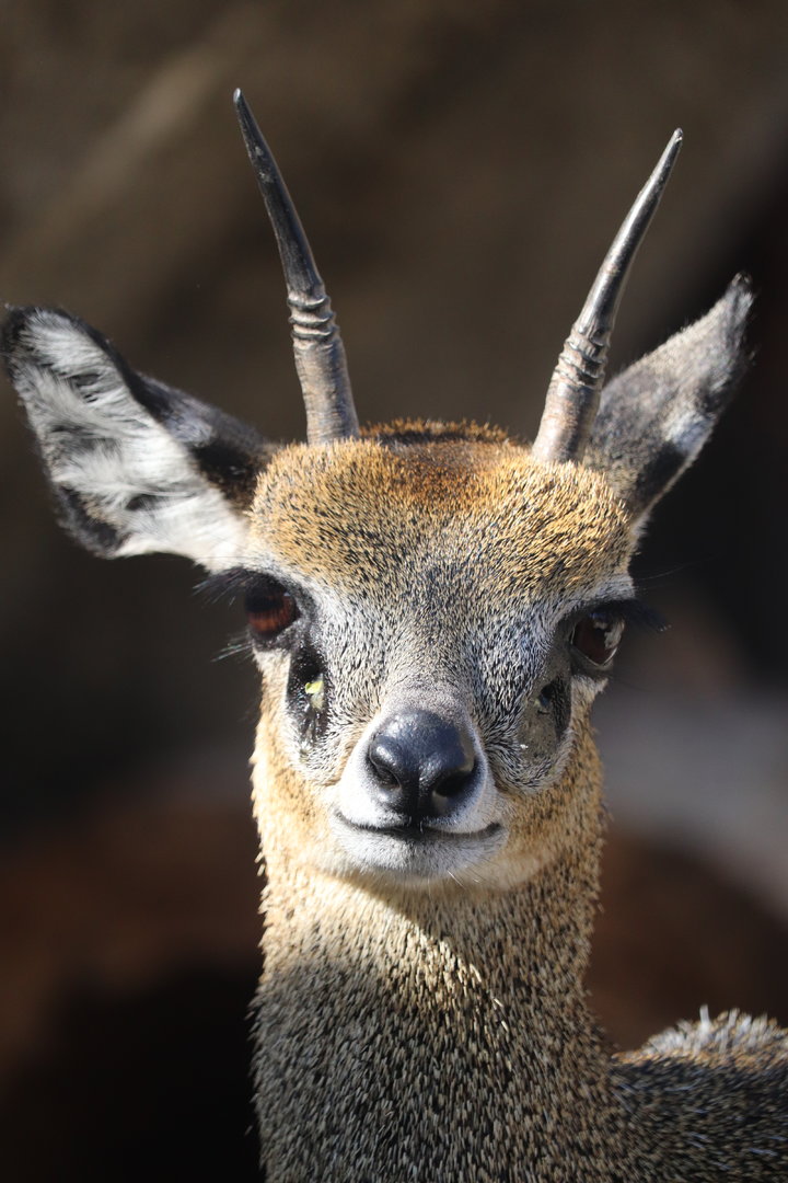 Scott African Grasslands - Klipspringer
