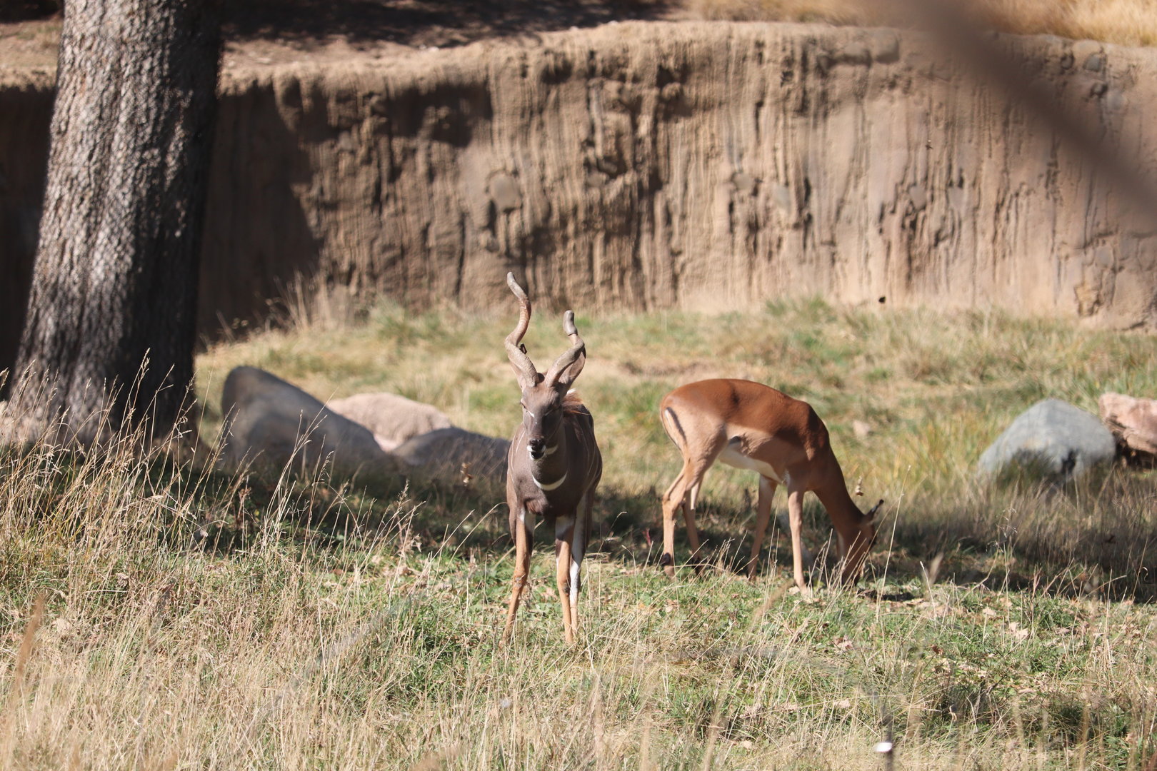 Scott African Grasslands - Lesser Kudu - Impala