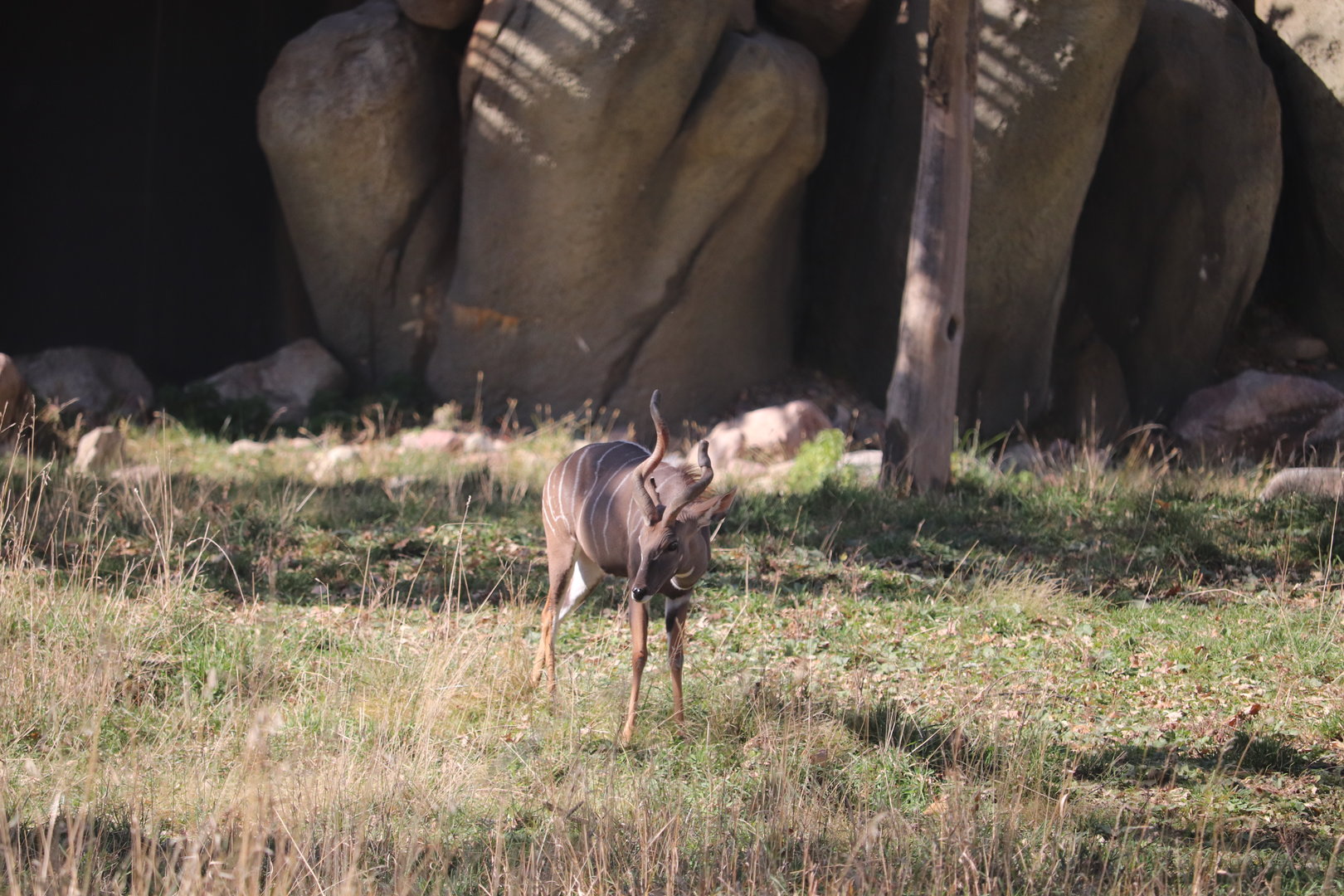 Scott African Grasslands - Lesser Kudu
