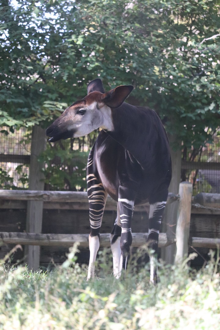 Scott African Grasslands - Okapi