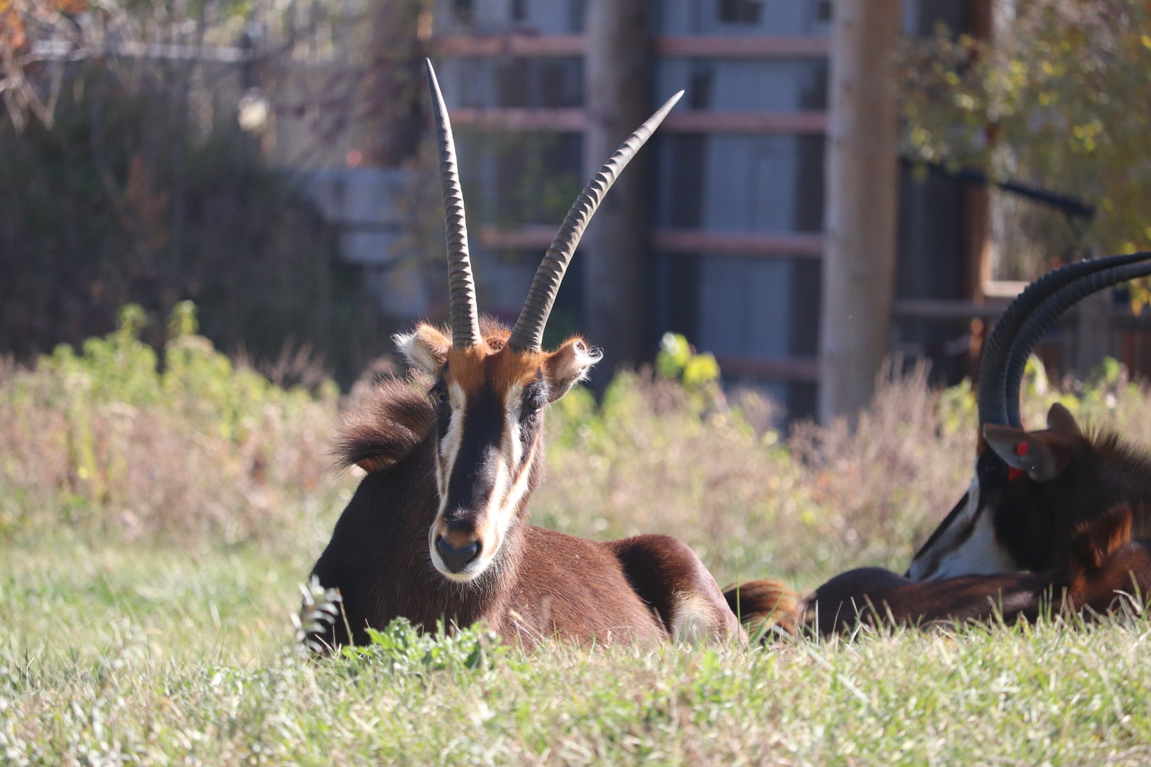 Scott African Grasslands - Sable Antelope