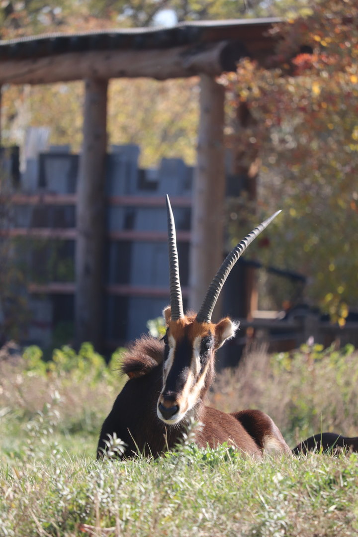 Scott African Grasslands - Sable Antelope