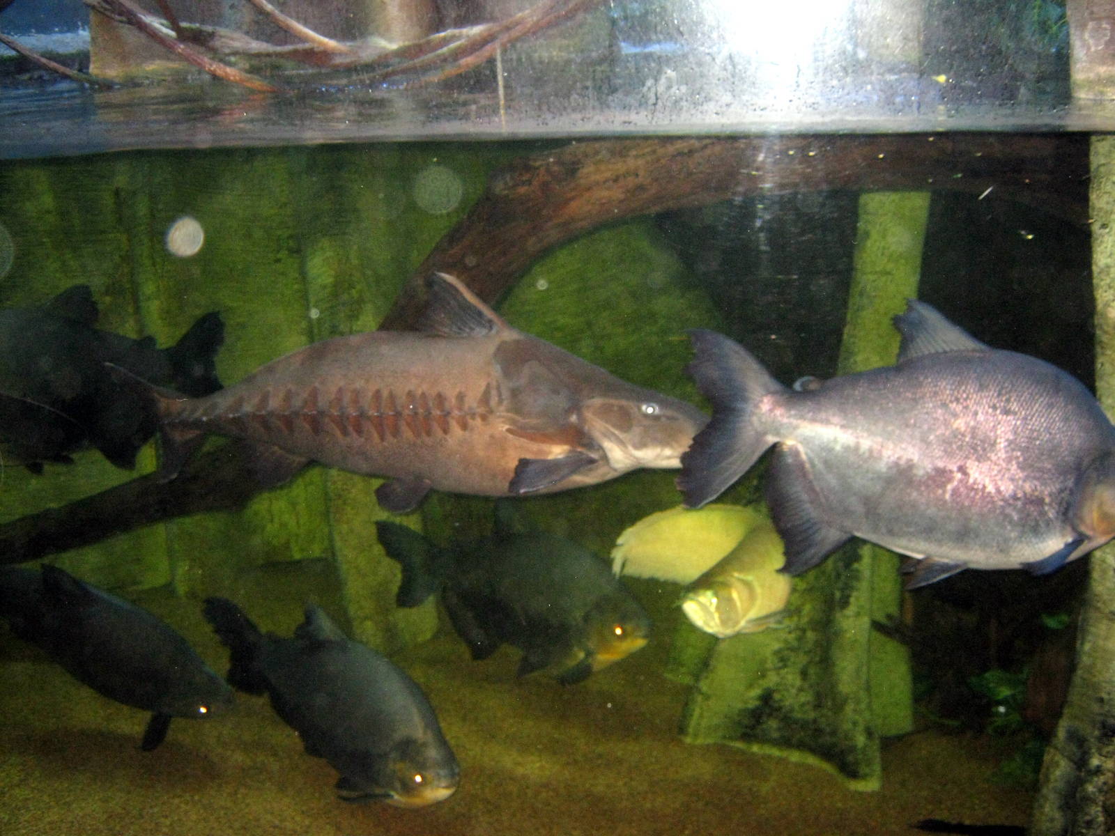 Scott Aquarium-Amazon River Tank