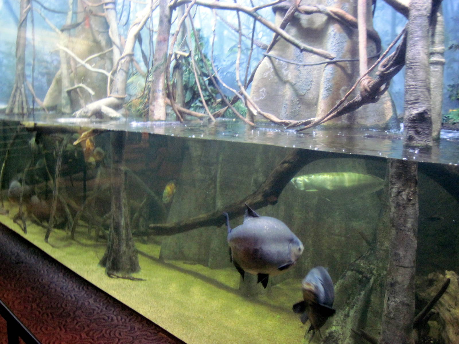 Scott Aquarium-Amazon River Tank