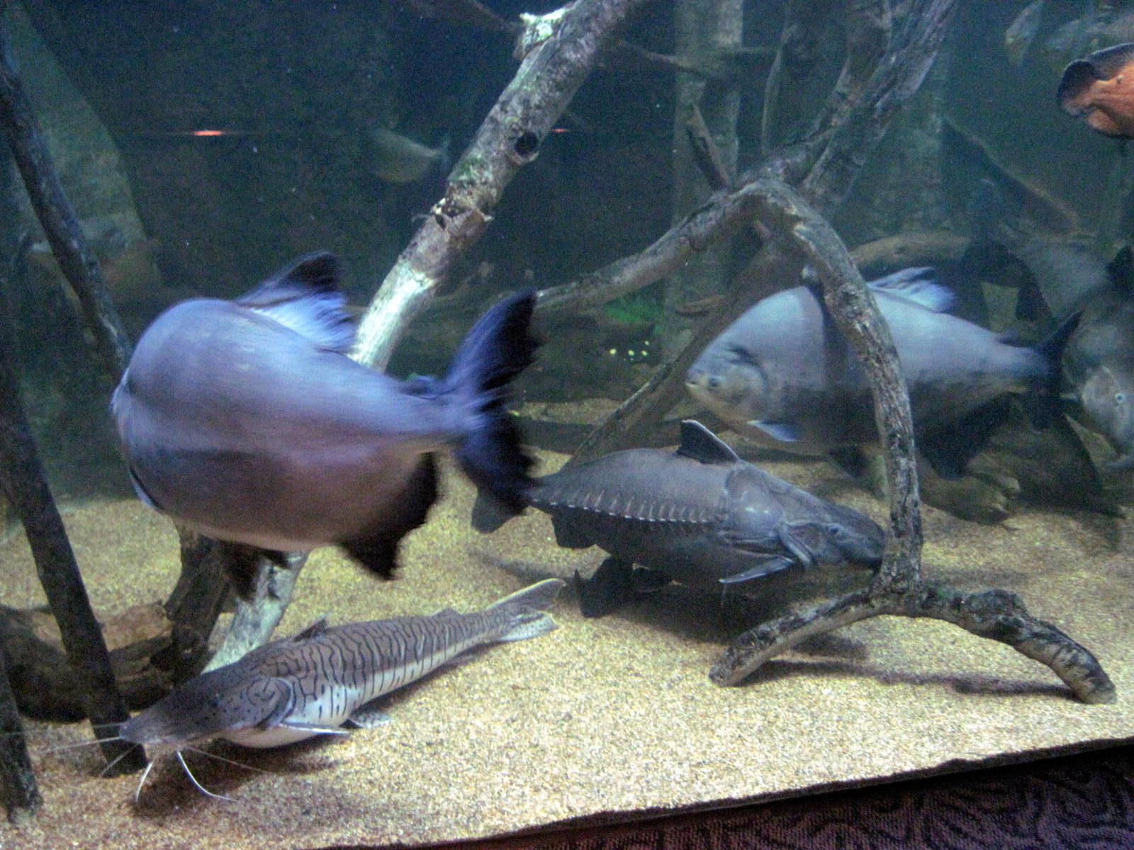 Scott Aquarium-Amazon River Tank