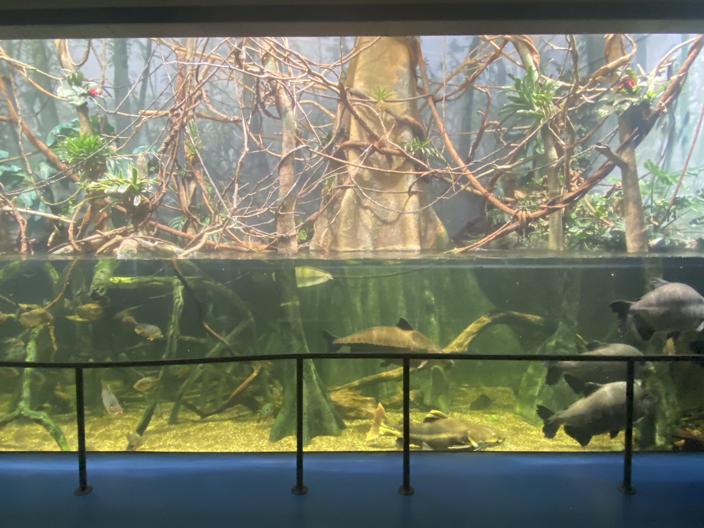 Scott Aquarium - Amazon River Tank