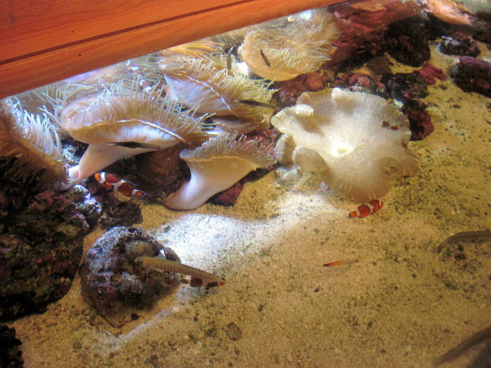 Scott Aquarium-Anemone/Clownfish Exhibit