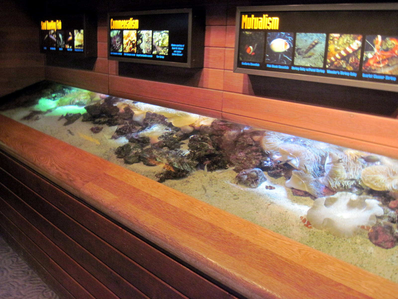 Scott Aquarium-Anemone/Clownfish Exhibit