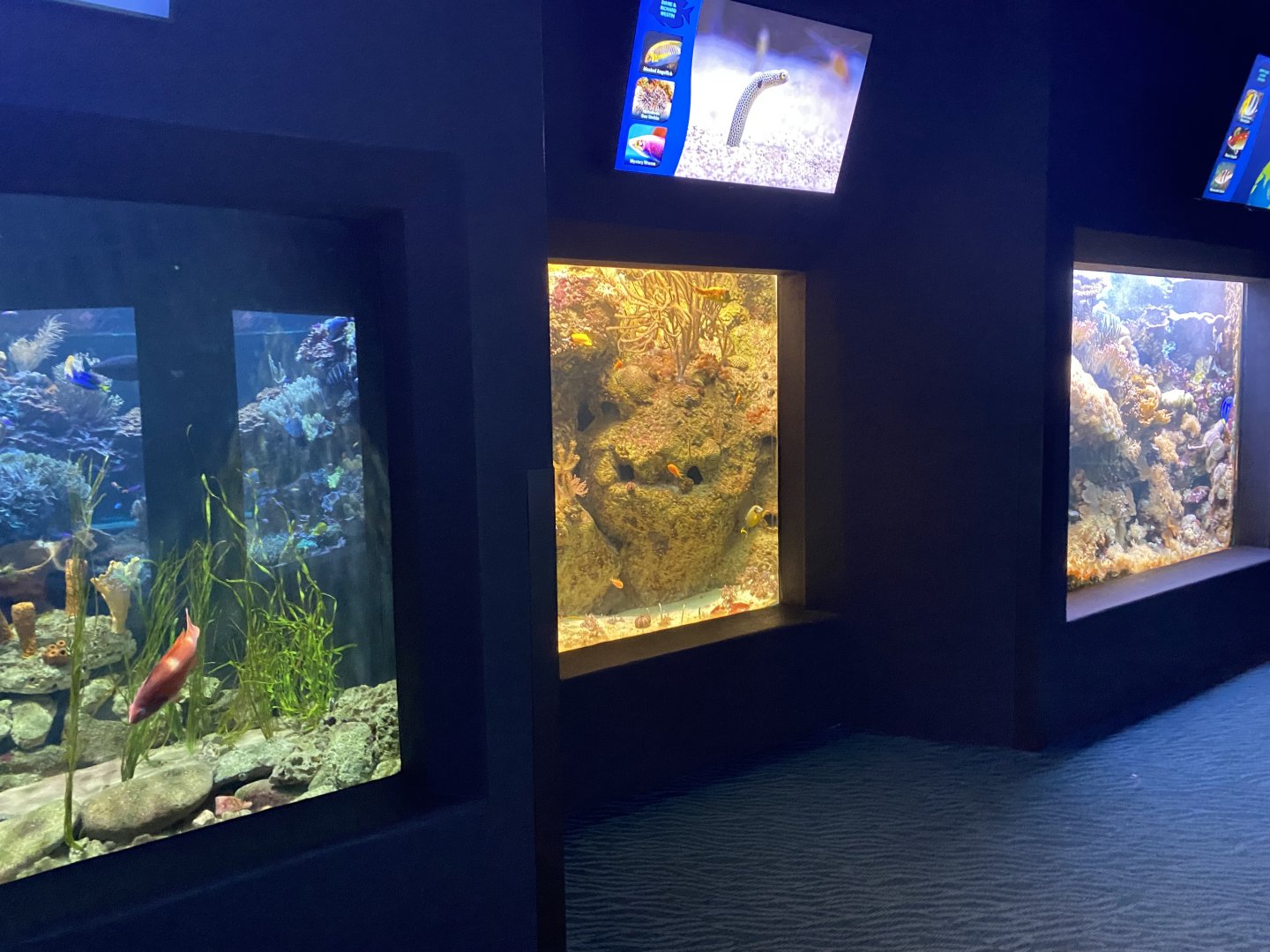 Scott Aquarium - Assorted Tanks