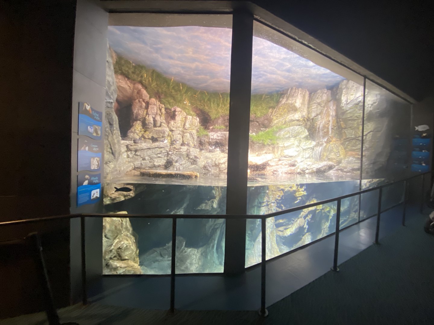 Scott Aquarium - Atlantic Puffin/Tufted Puffin/Common Murre Exhibit