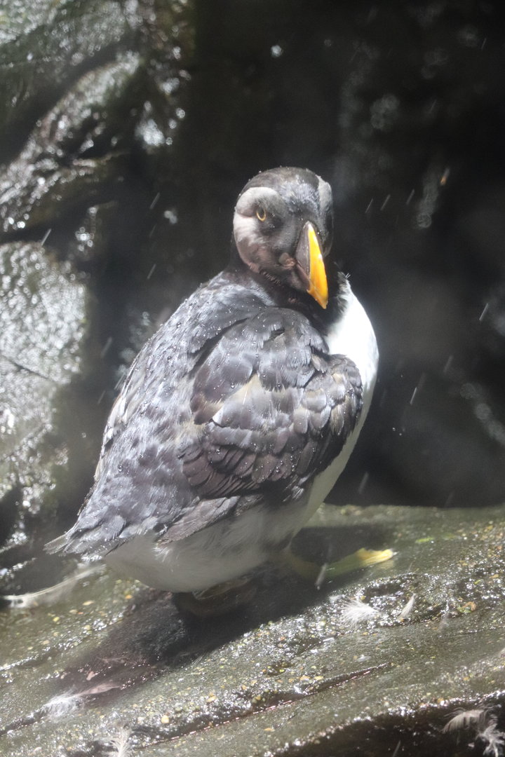 Scott Aquarium - Atlantic Puffin