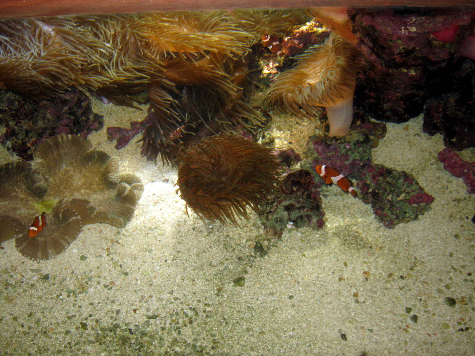 Scott Aquarium-Clownfish