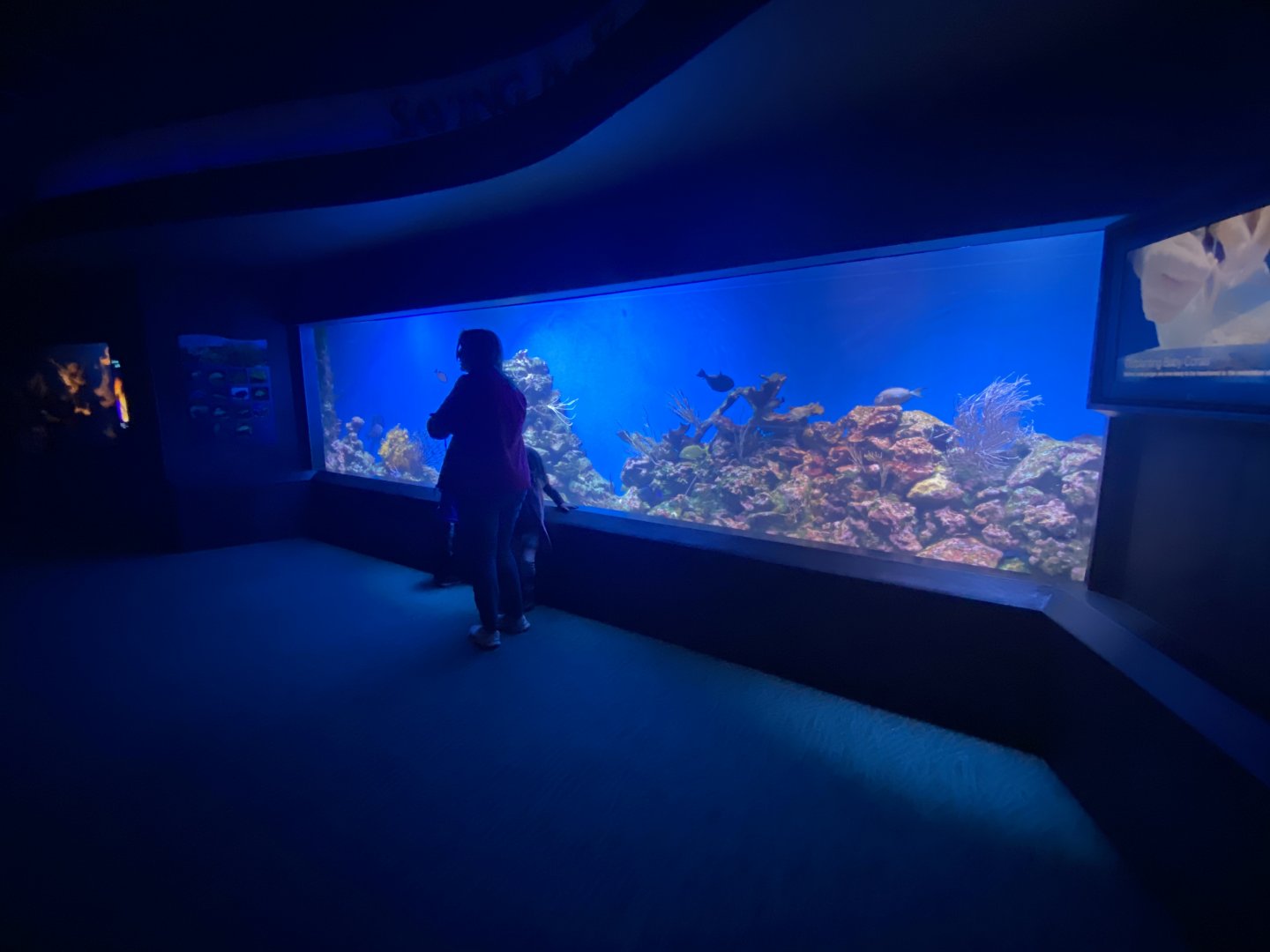 Scott Aquarium - Coral Reef Tank #1