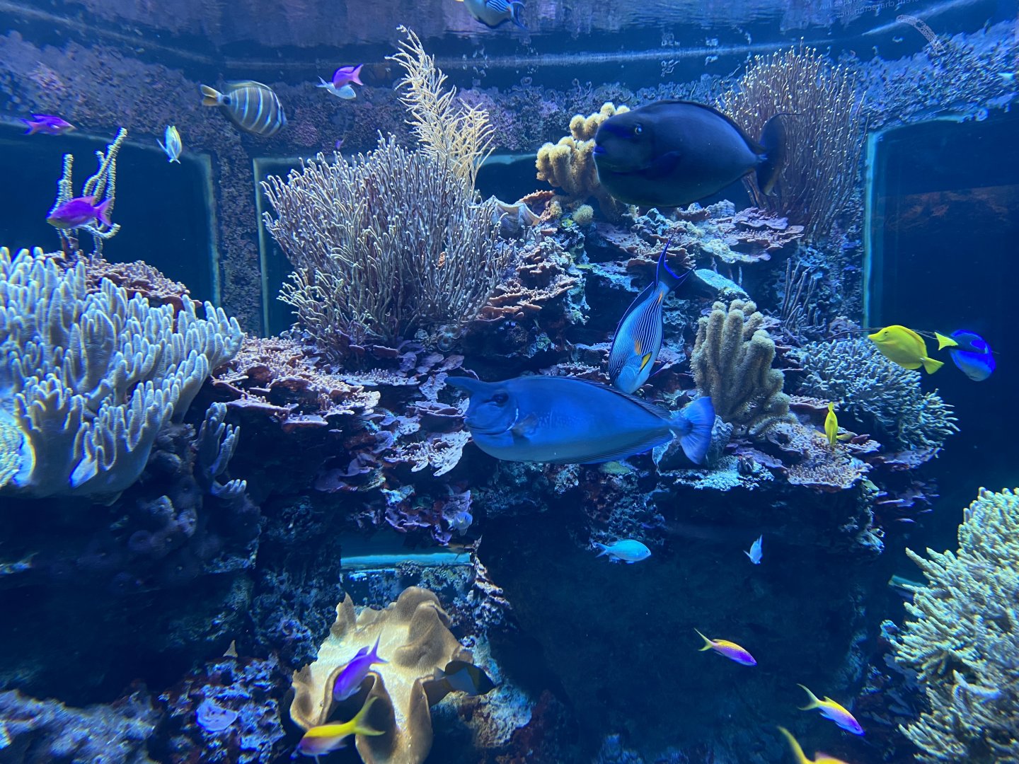 Scott Aquarium - Coral Reef Tank #2