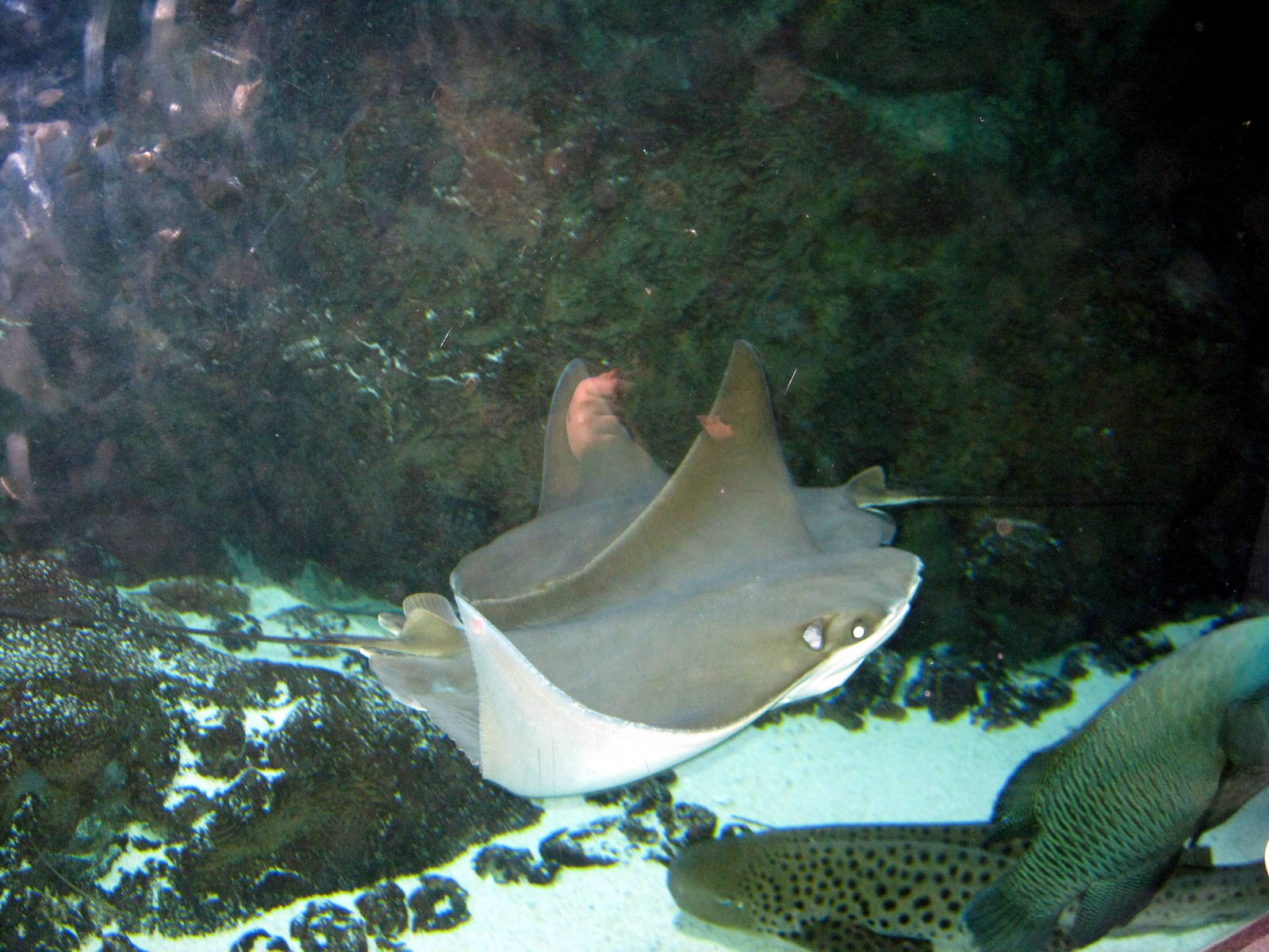 Scott Aquarium-Cownose Ray