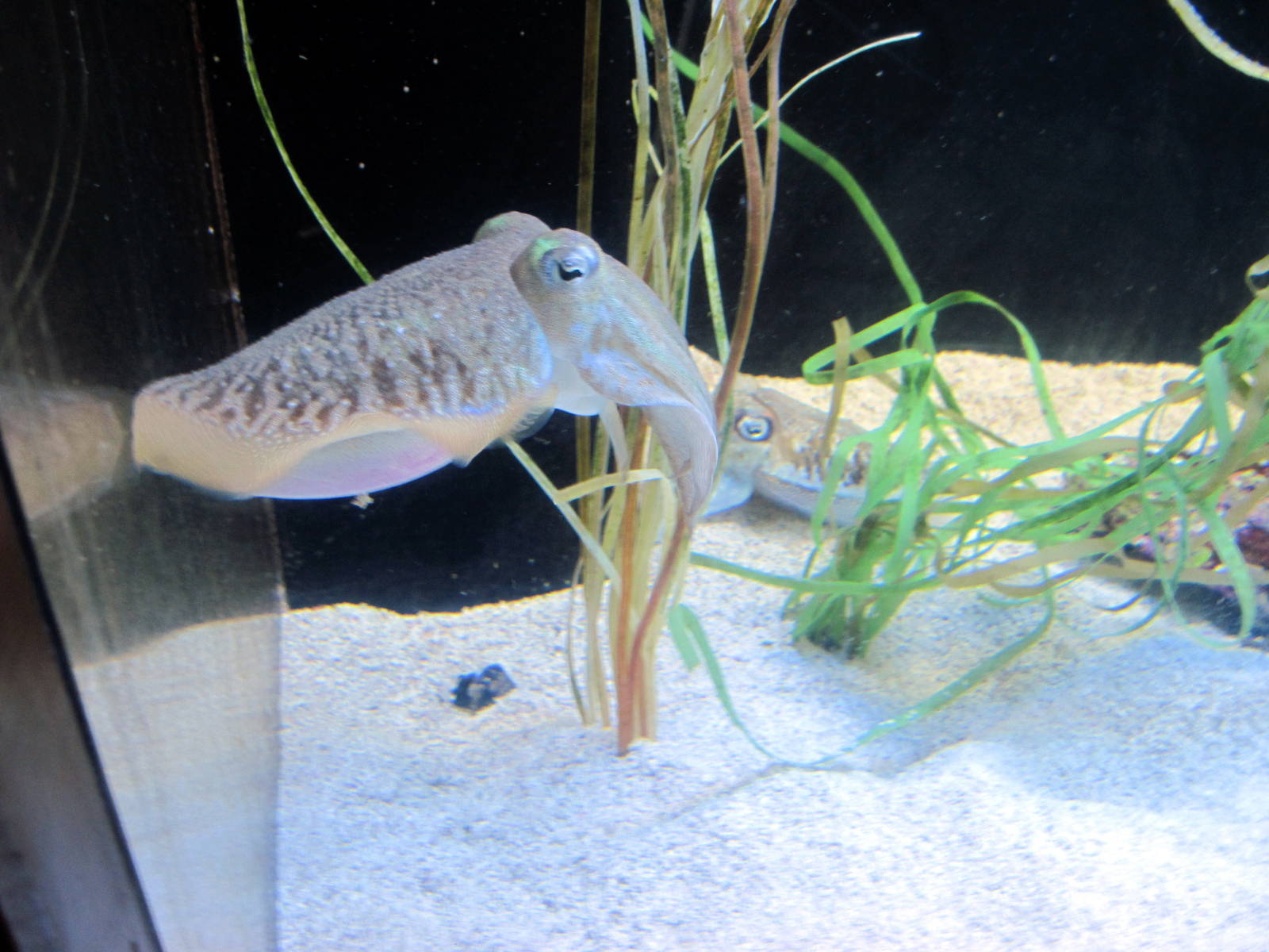 Scott Aquarium-Cuttlefish