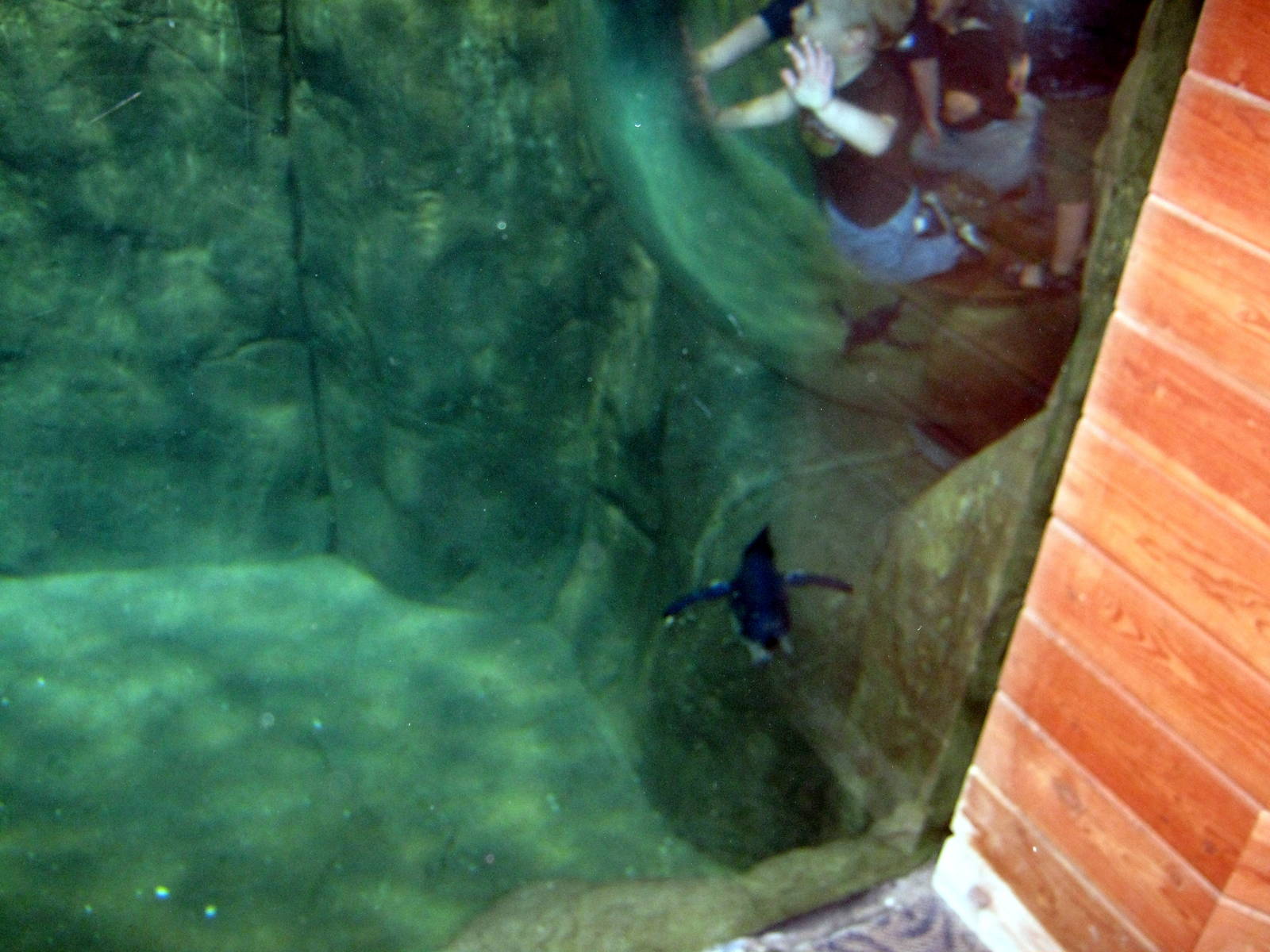 Scott Aquarium-Gentoo Penguin