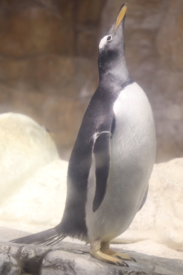 Scott Aquarium - Gentoo Penguin