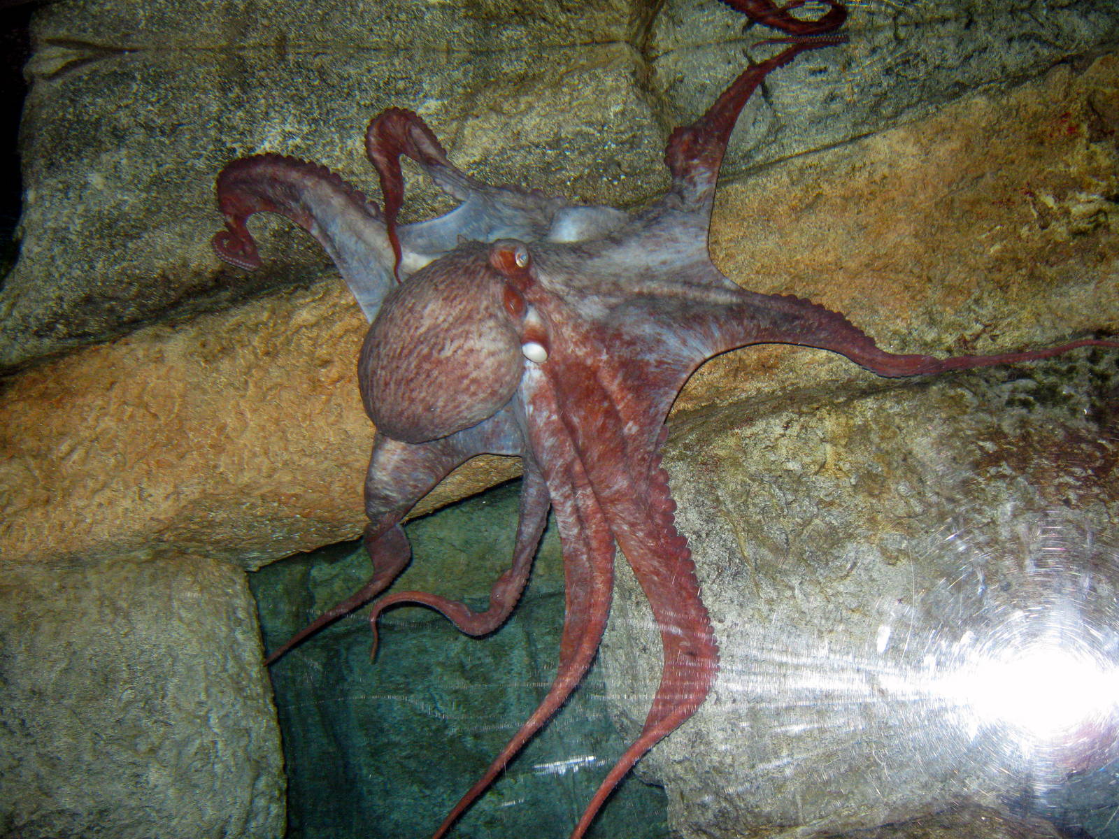 Scott Aquarium-Giant Pacific Octopus