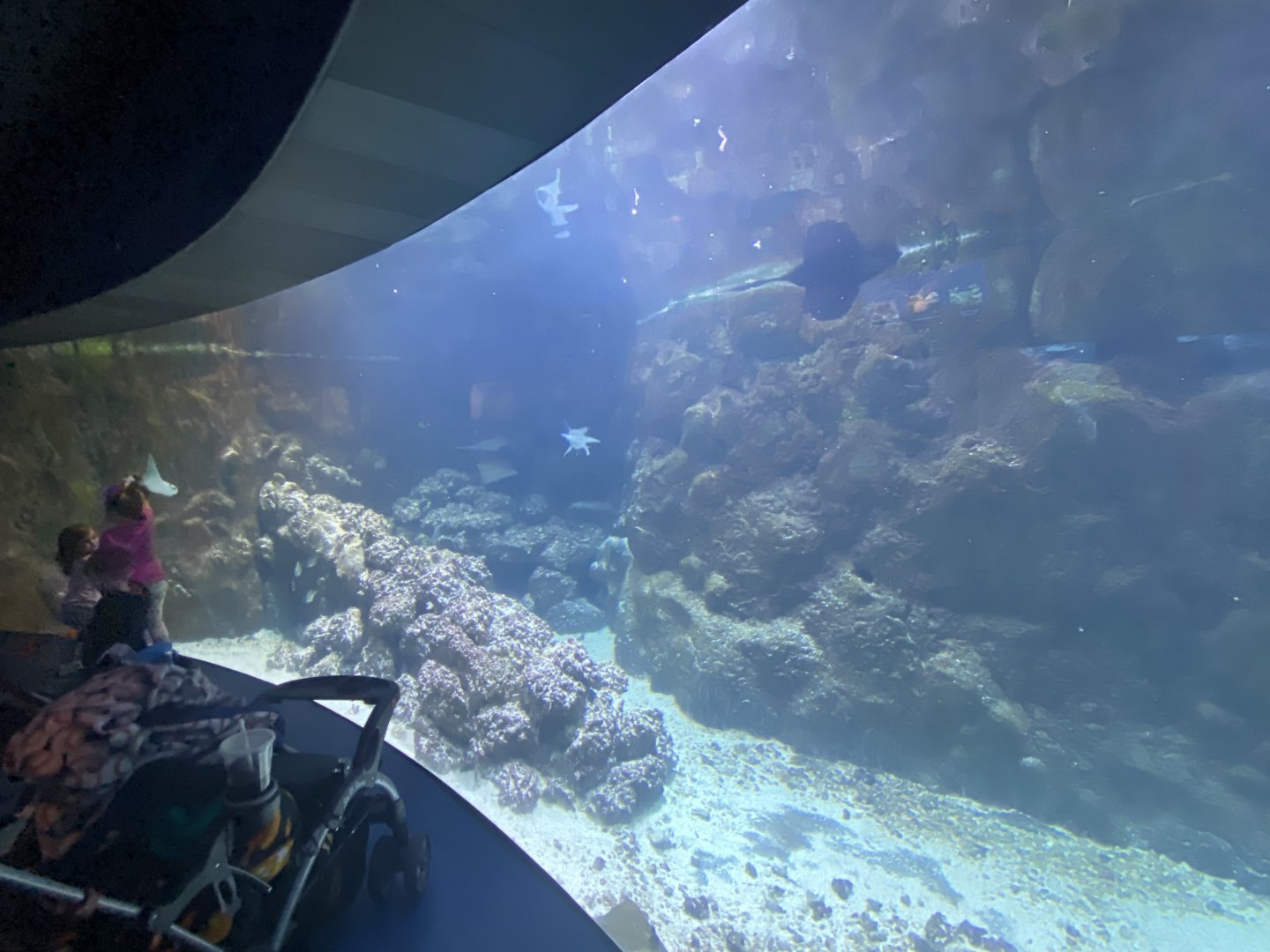 Scott Aquarium - Gulf of Mexico Tank
