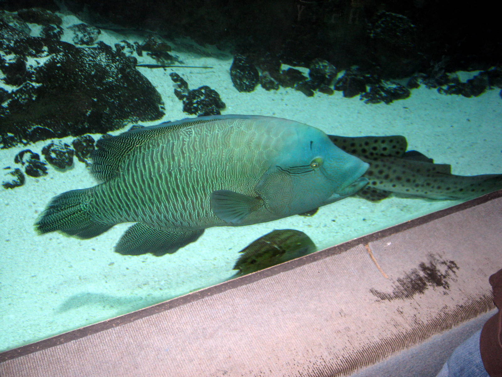 Scott Aquarium- Humphead Wrasse