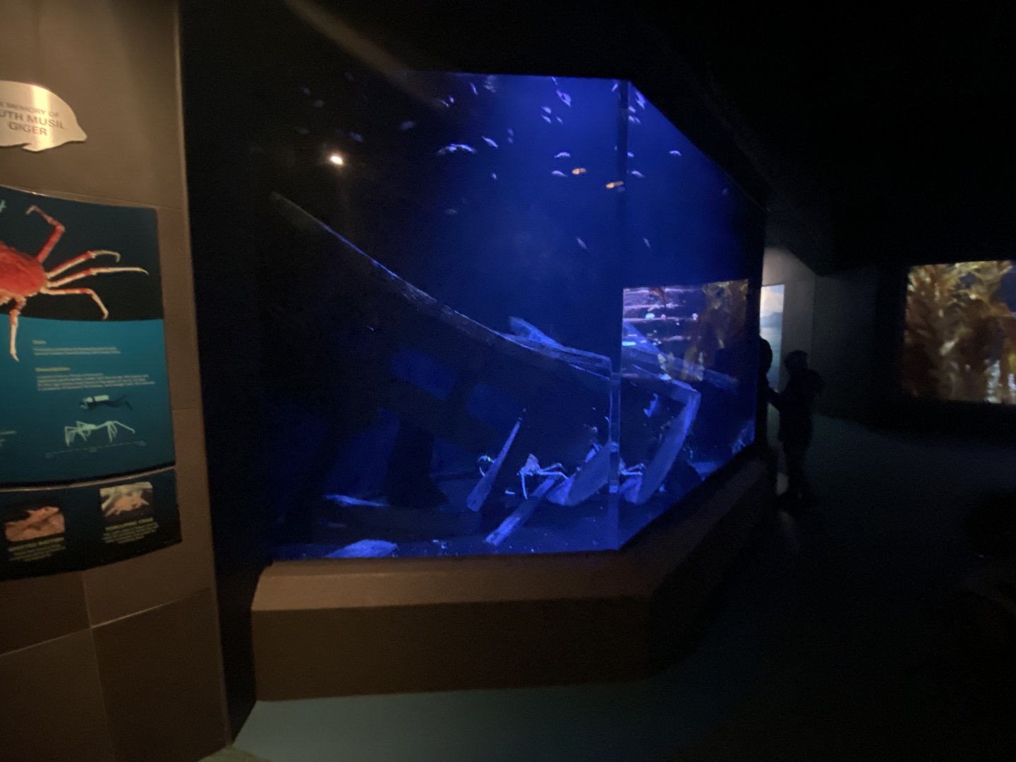 Scott Aquarium - Japanese Spider Crab Tank