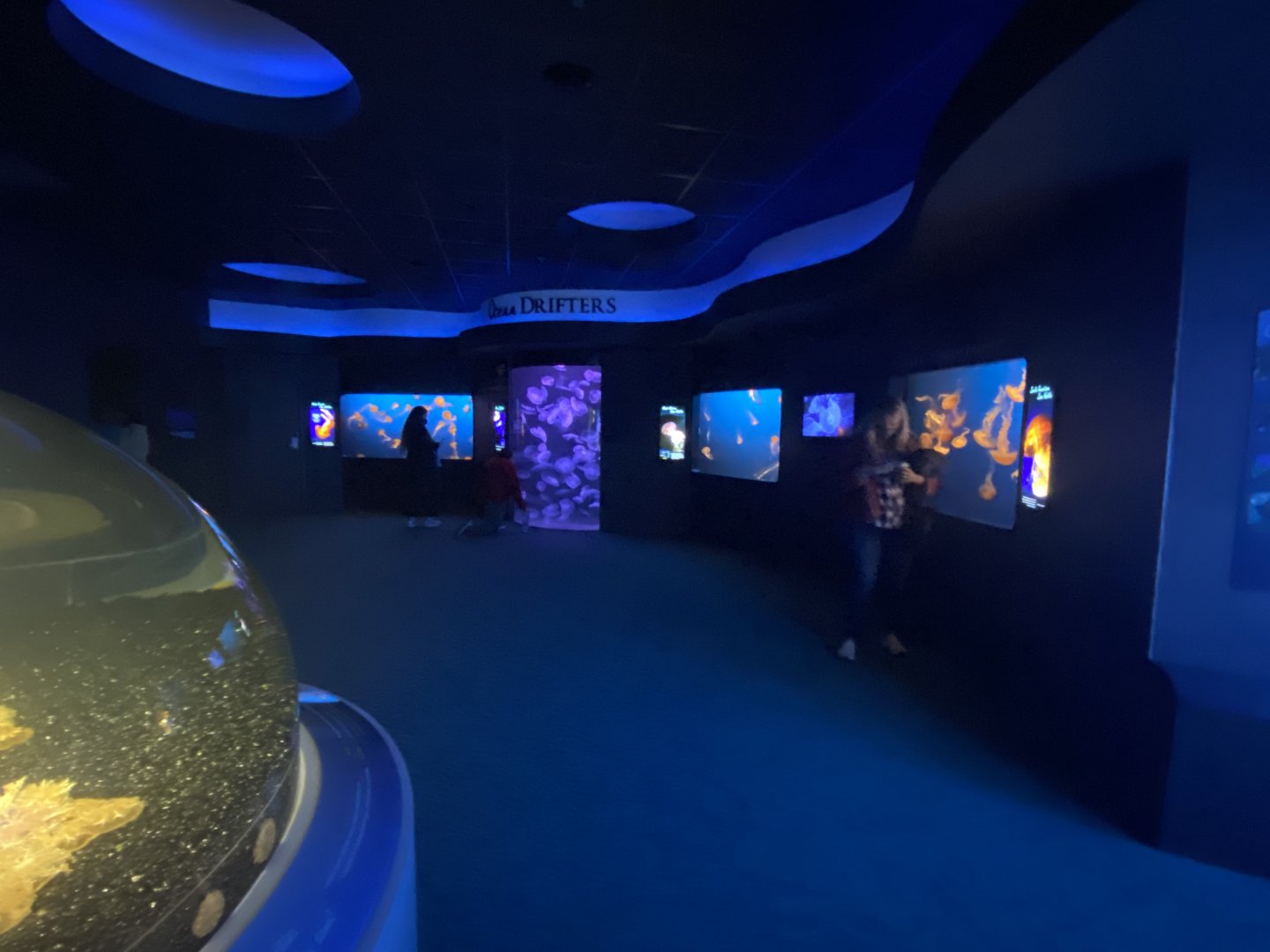 Scott Aquarium - Jellyfish room