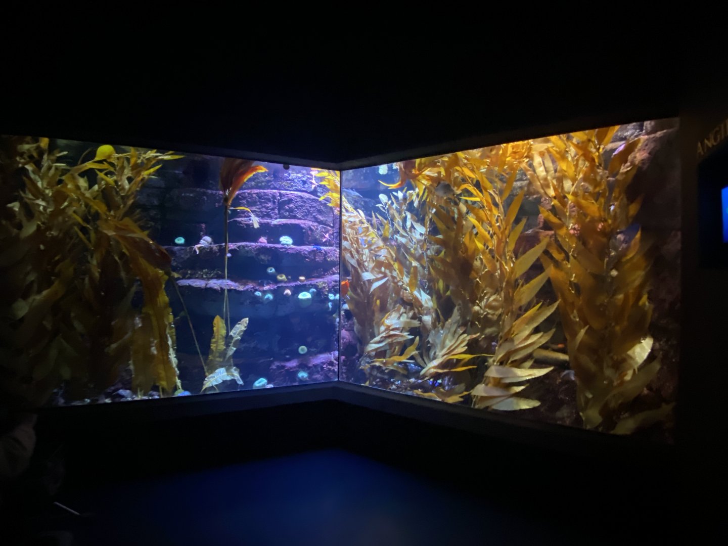 Scott Aquarium - Kelp-Coral Reef Tank