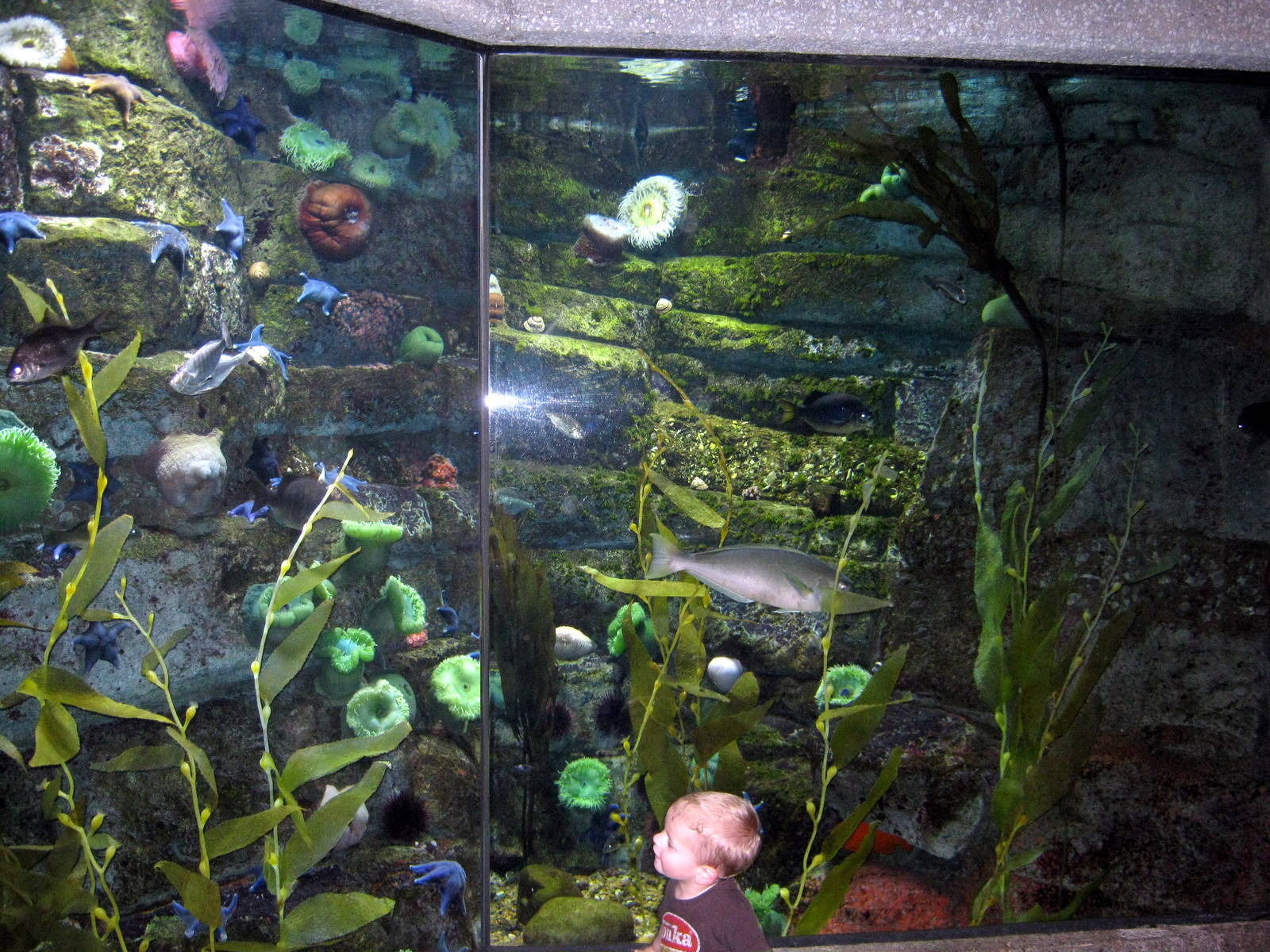 Scott Aquarium-Kelp Tank