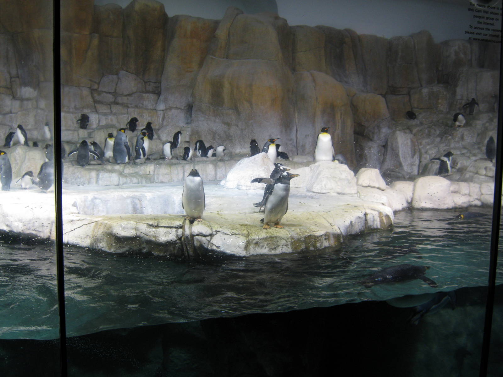 Scott Aquarium-King and Gentoo Penguins