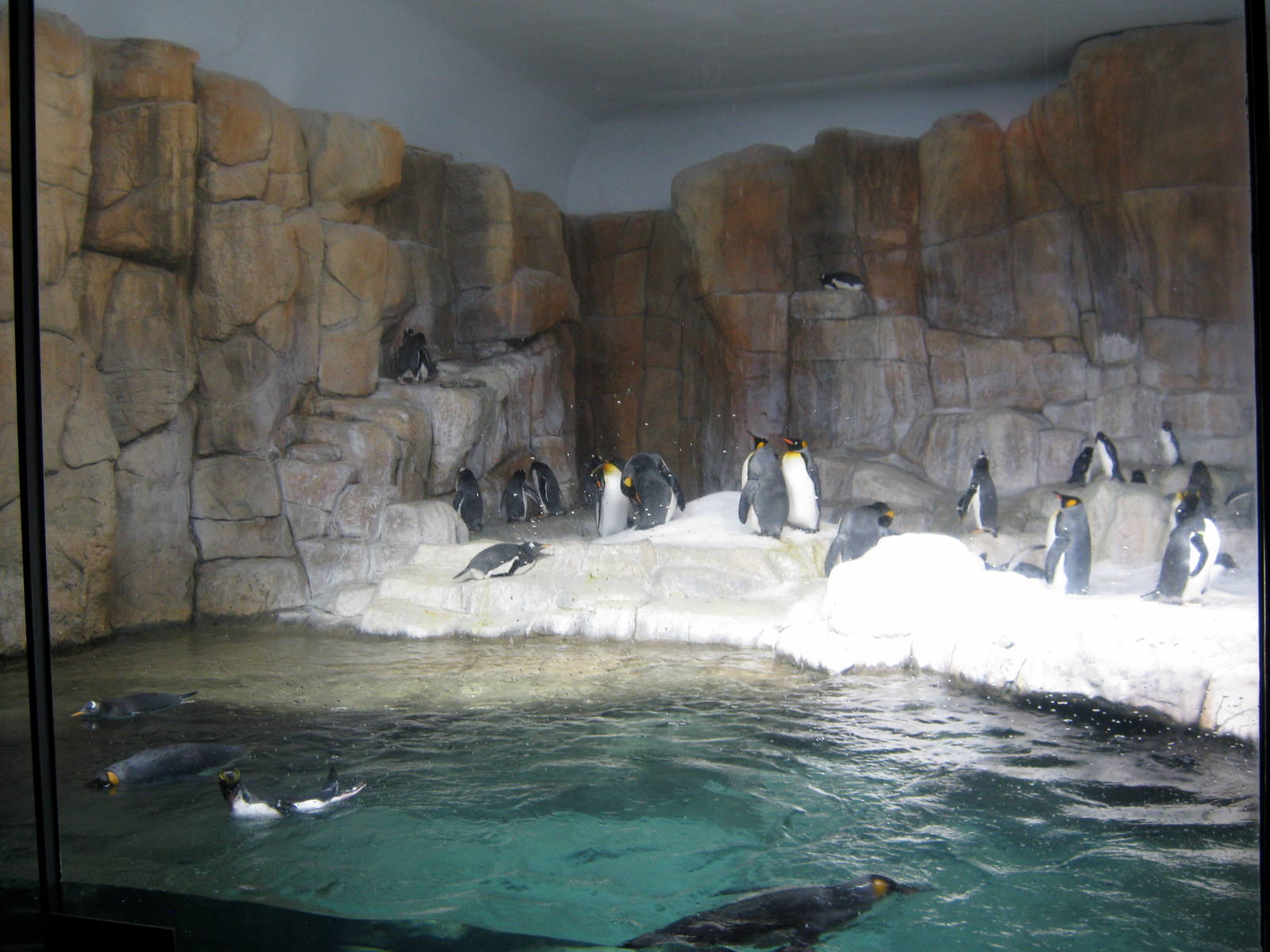 Scott Aquarium-King and Gentoo Penguins