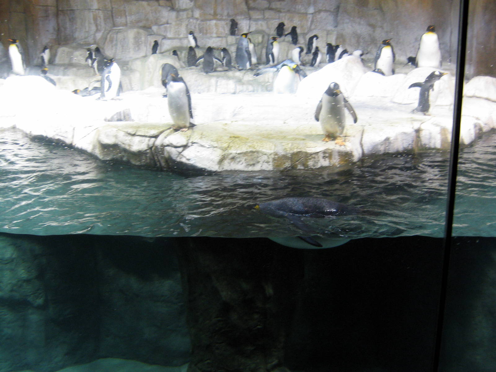 Scott Aquarium-King and Gentoo Penguins