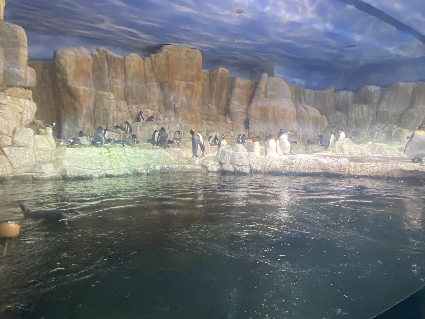 Scott Aquarium - King Penguin/Gentoo Penguin/Southern Rockhopper Penguin Exhibit