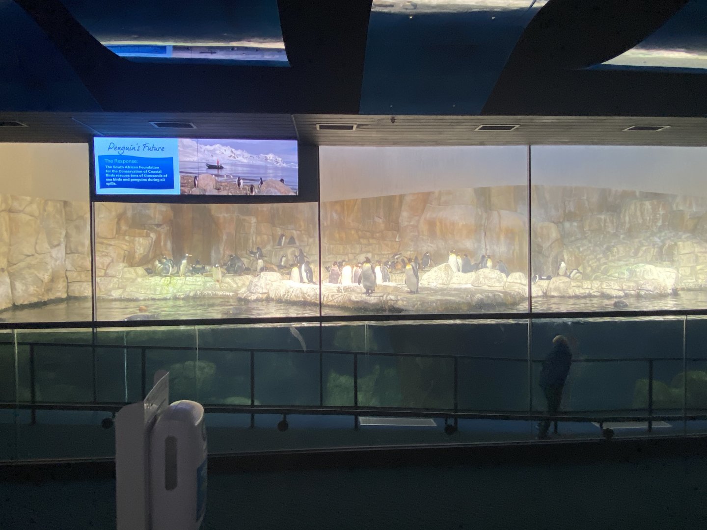 Scott Aquarium - King Penguin/Gentoo Penguin/Southern Rockhopper Penguin Exhibit