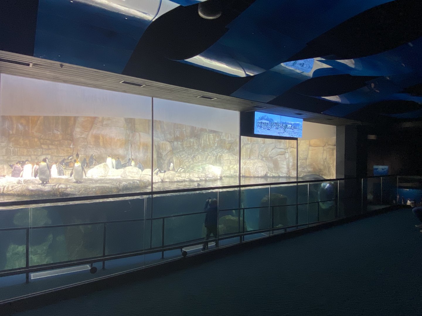Scott Aquarium - King Penguin/Gentoo Penguin/Southern Rockhopper Penguin Exhibit